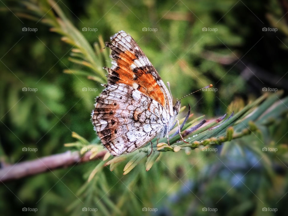 Orange and white butterfly sitting on a Cypress limb