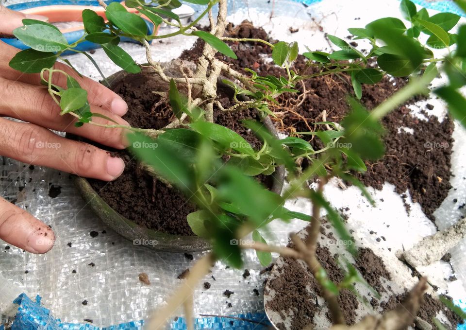 planting the tree in a small clay pot