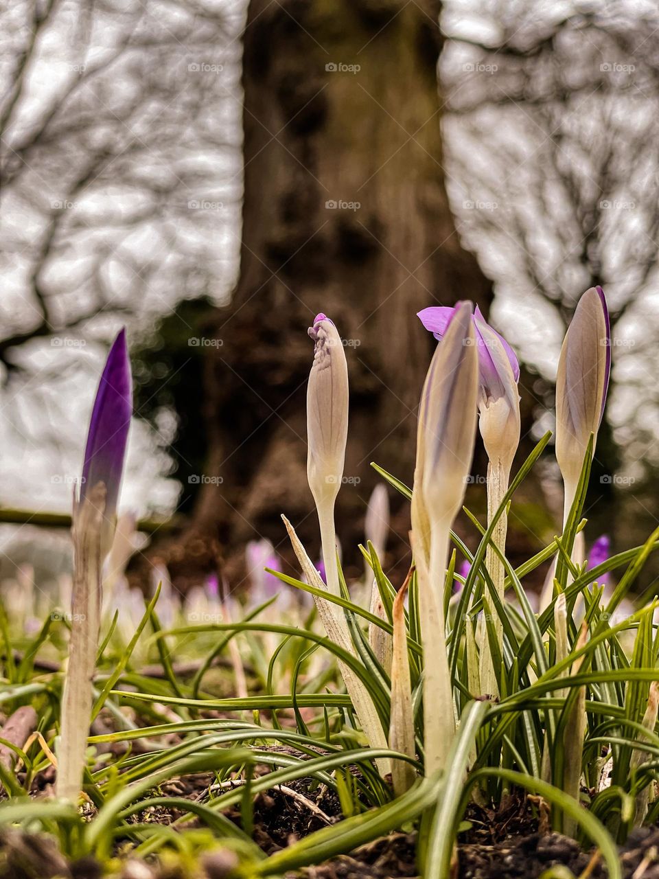 Buds sprung for springtime early in winter