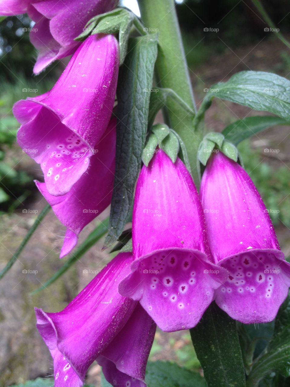 Foxglove 