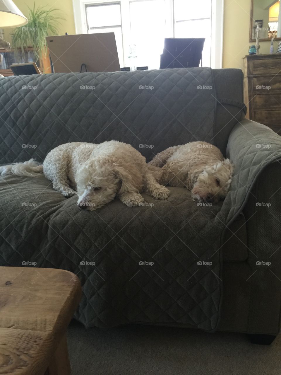 Cockapoo puppies nap on the couch