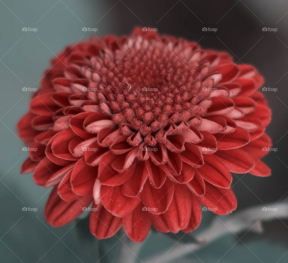 A beautiful Chrysanthemum flower