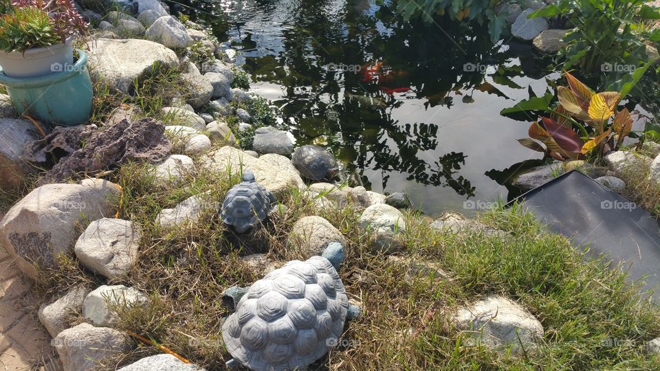 sunbathing turtles by a pond