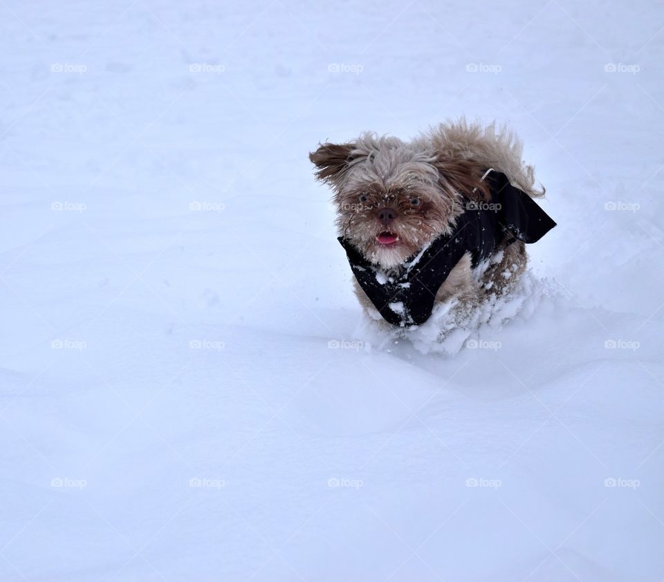 Cute Puppy Smiling While Running & Enjoying Snow