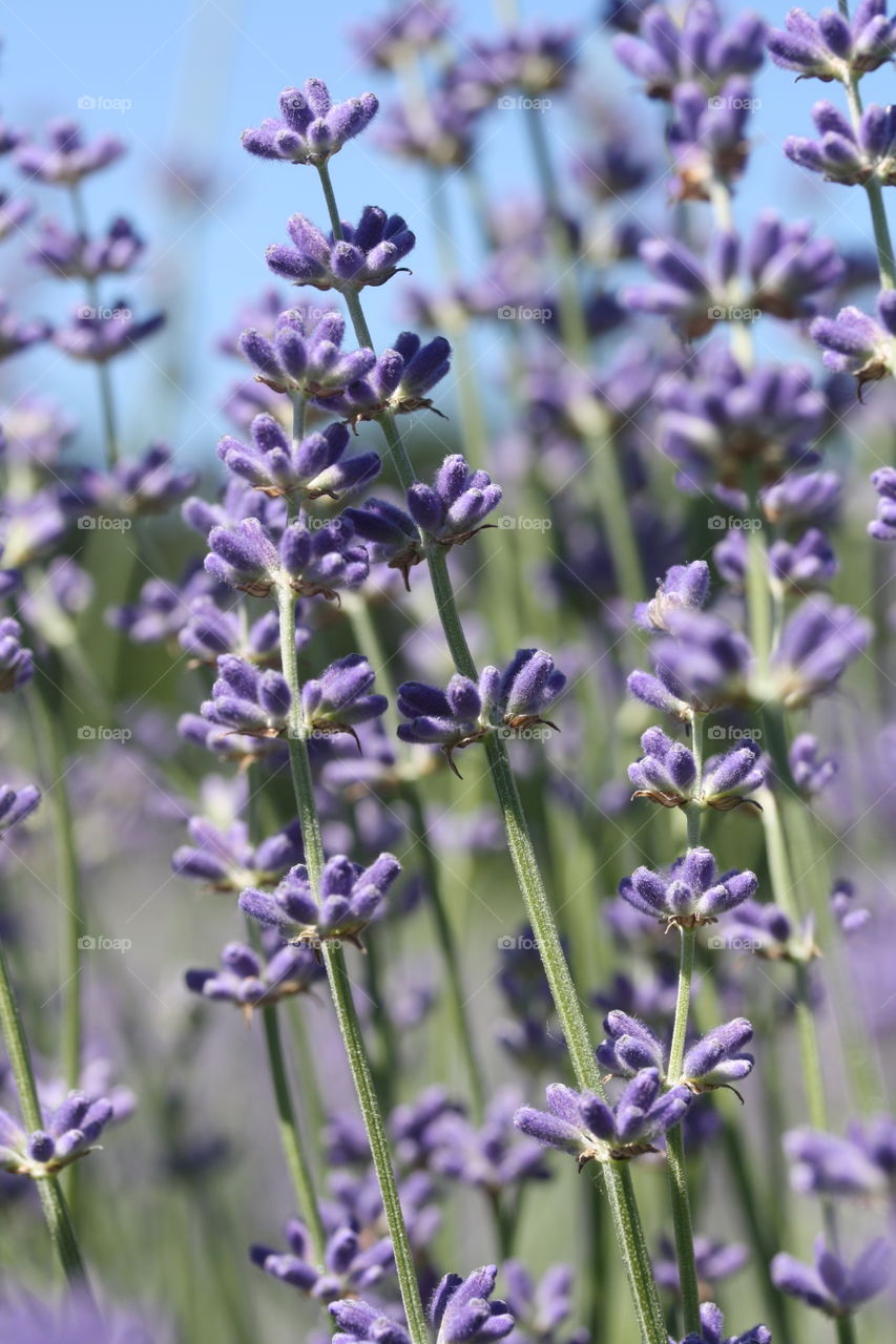 Lavender in bloom