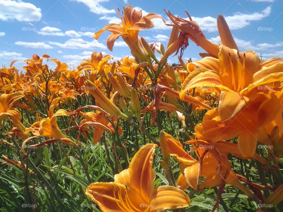 Orange lily