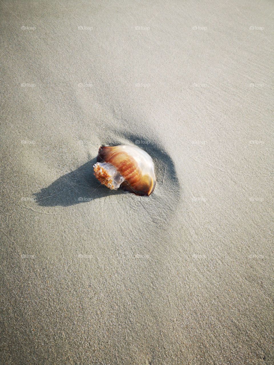 beached Jellyfish