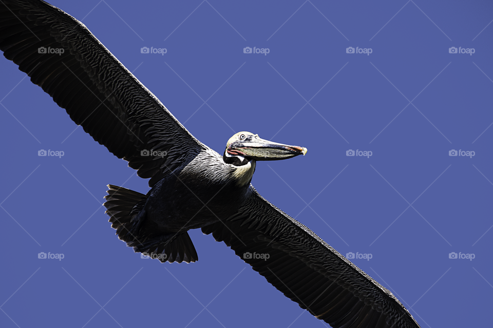 Flying Pelican 