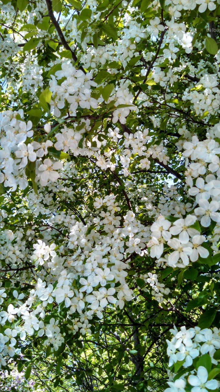 white floral canopy. Looking up at a tree covered in white blooming flowers.