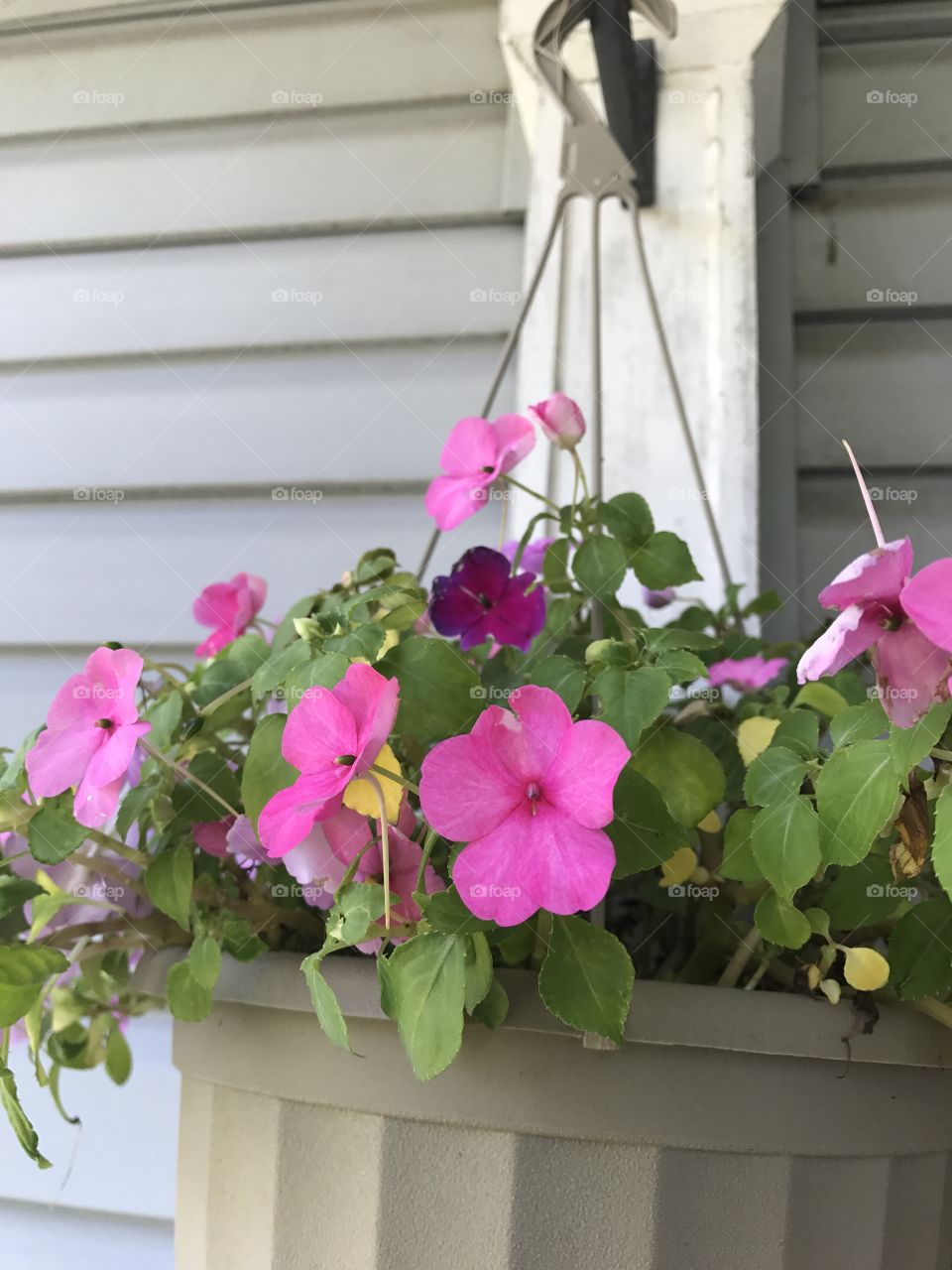 Hanging basket of impatiens. 