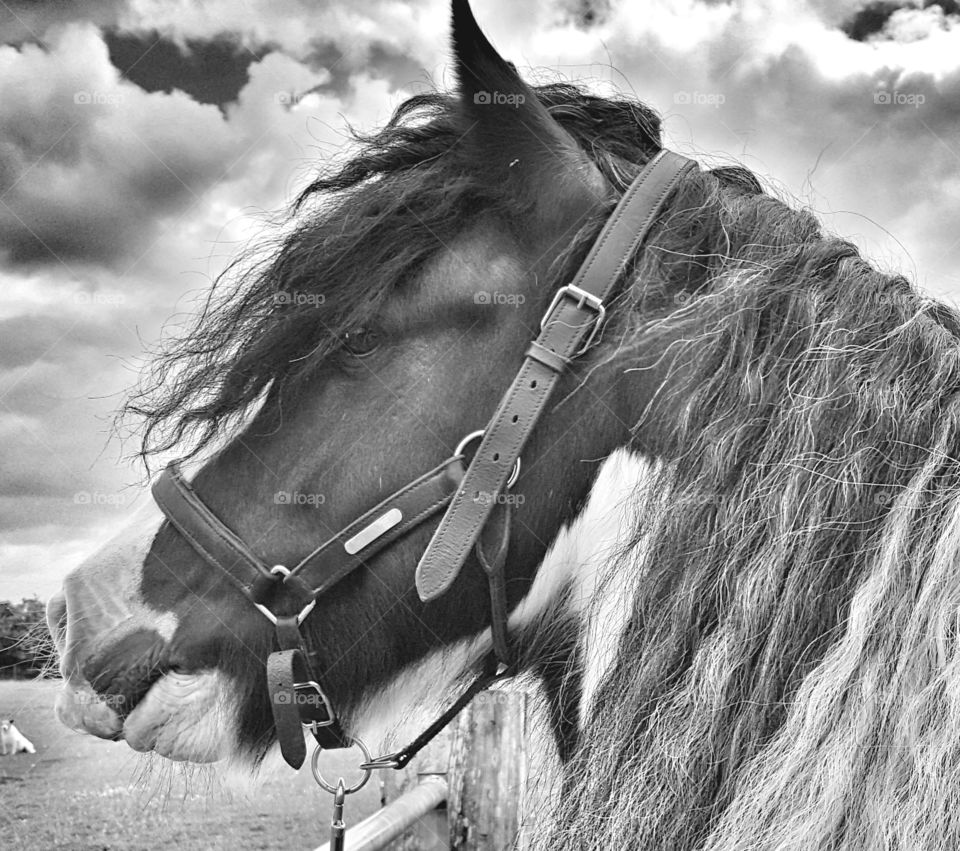 Black and White Gypsy Vanner