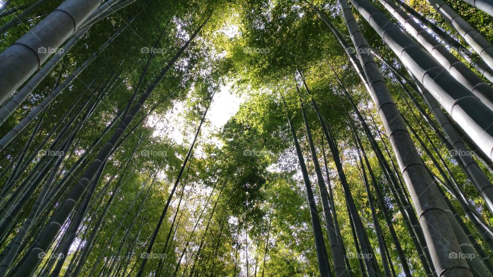 Japanese Bamboo Forest