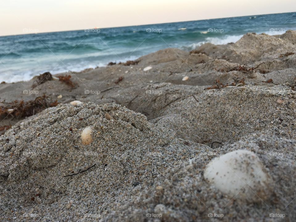 shells and the sand