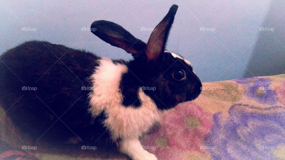 Rabbit UP India Extravagant Black