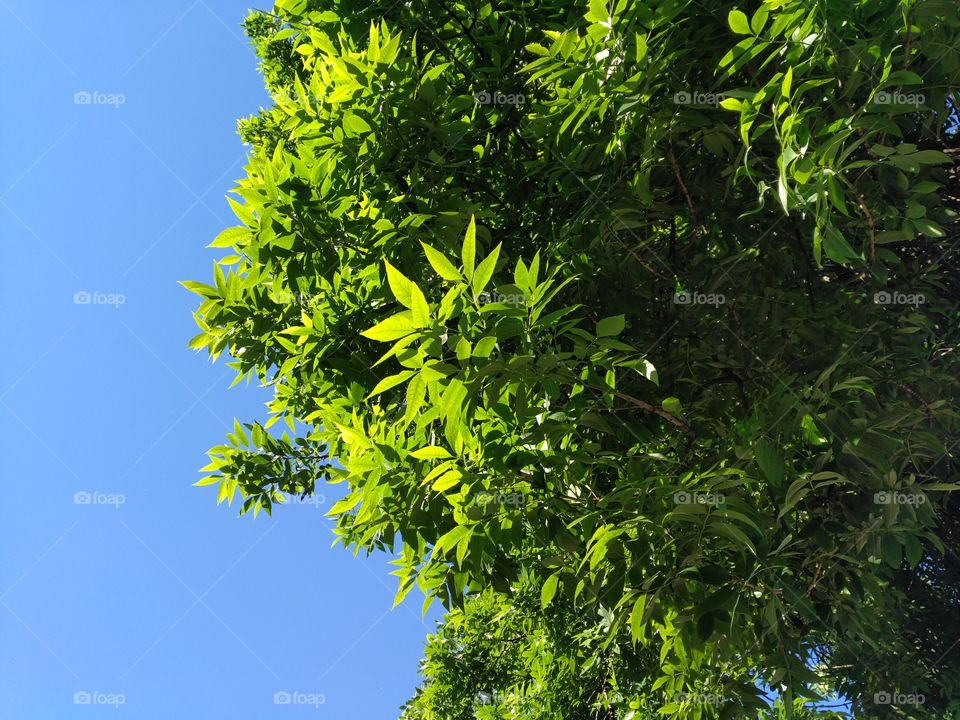 green leaves with blue sky