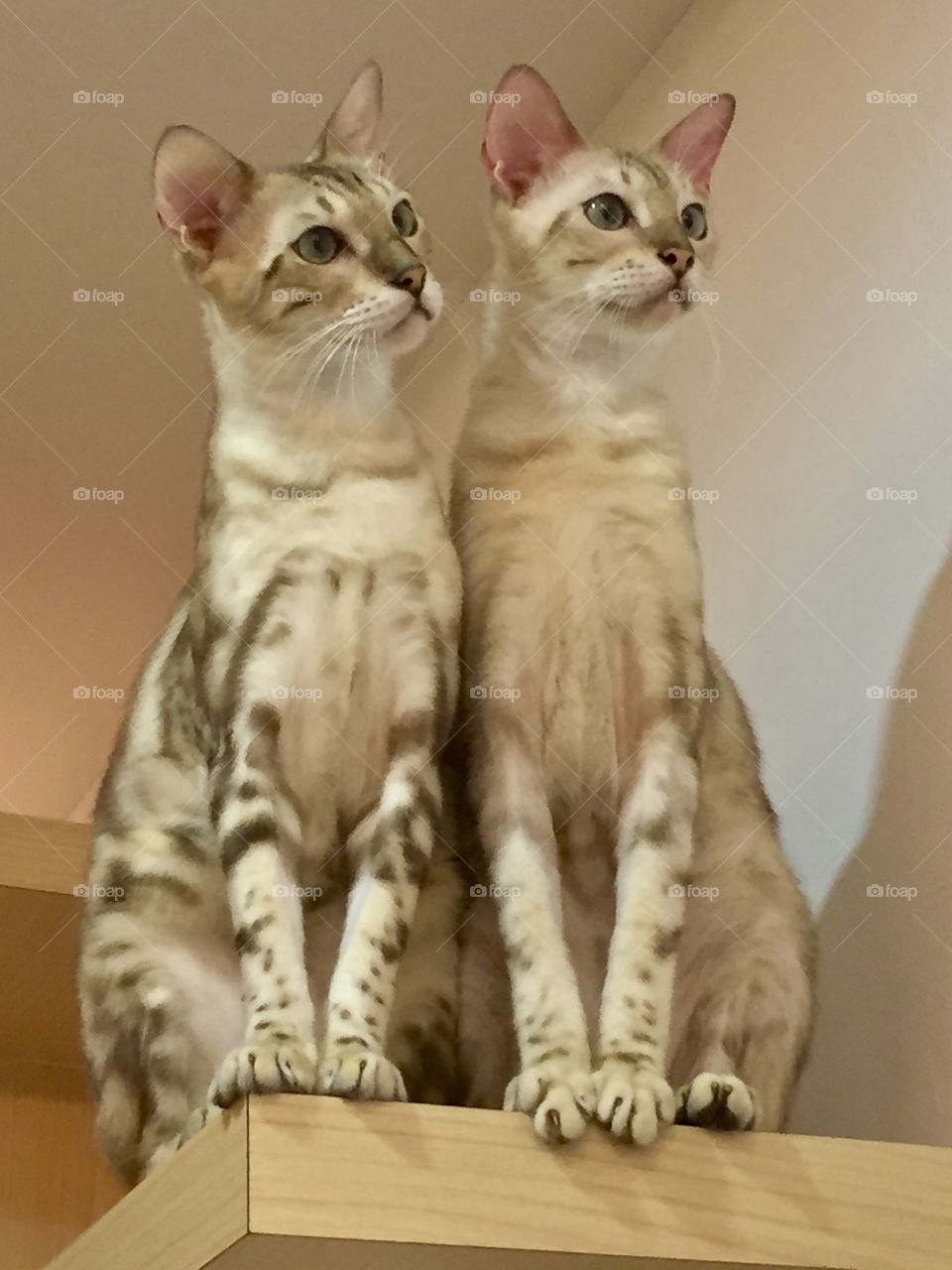 Seeing Double