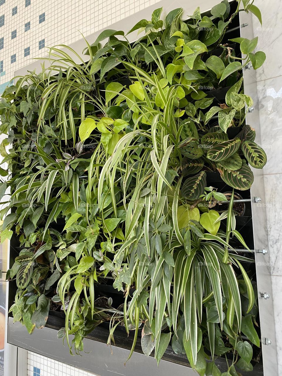 Urban plants 