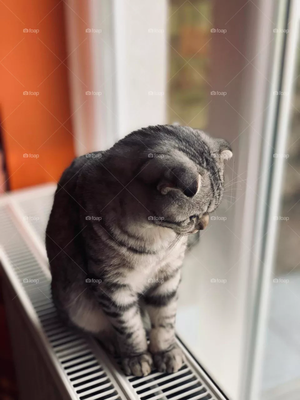 katze 
кошка