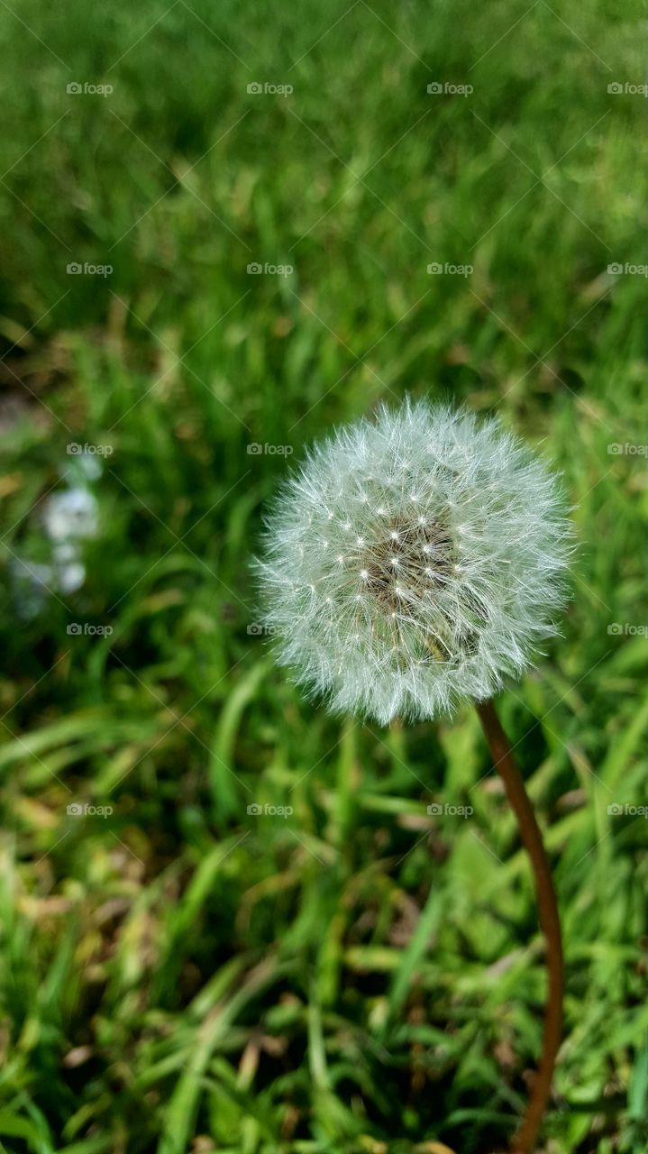 Some see a weed, some see a wish