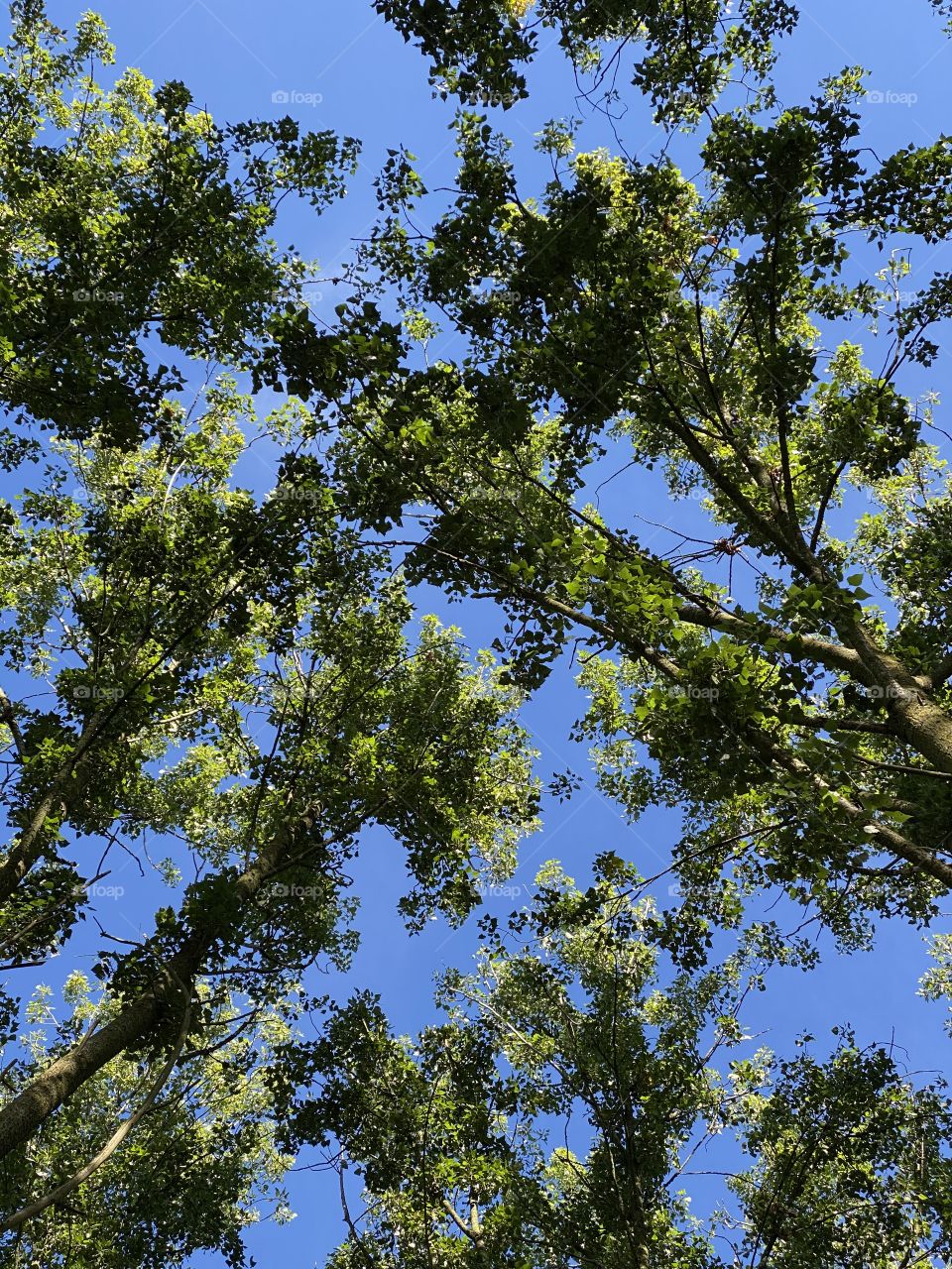 View towards the top of some trees in France 