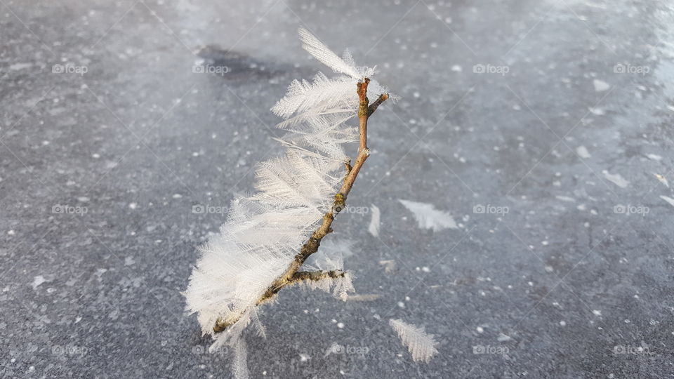 Amazing natural phenomenon - ice feathers