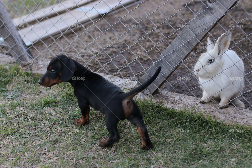 rabbit looking puppy