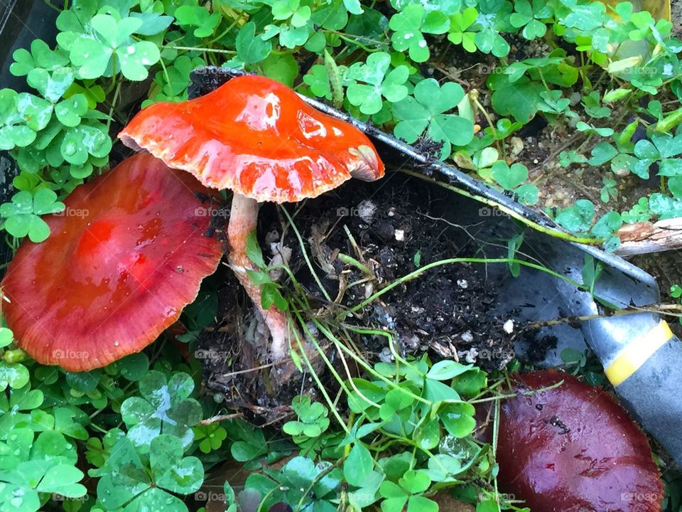 Mushrooms after a rain