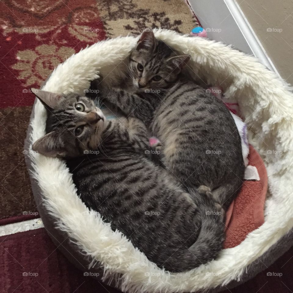 Bed Buddies. My kittens, Fred (left) and Lucy (right), are enjoying their little photo session. 😍