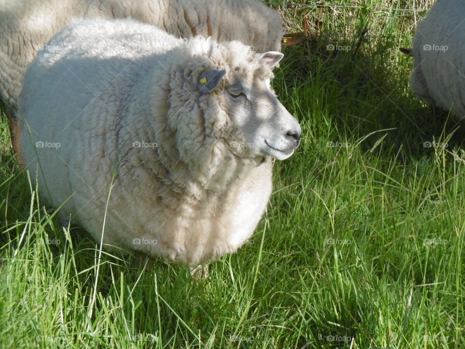 sheep in Britanny