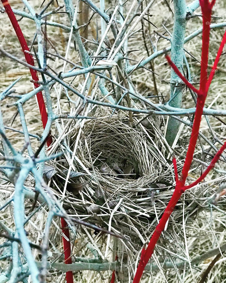 A little birds nest on a tiny tree