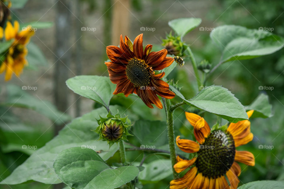 sunflowers bees and bumblebees