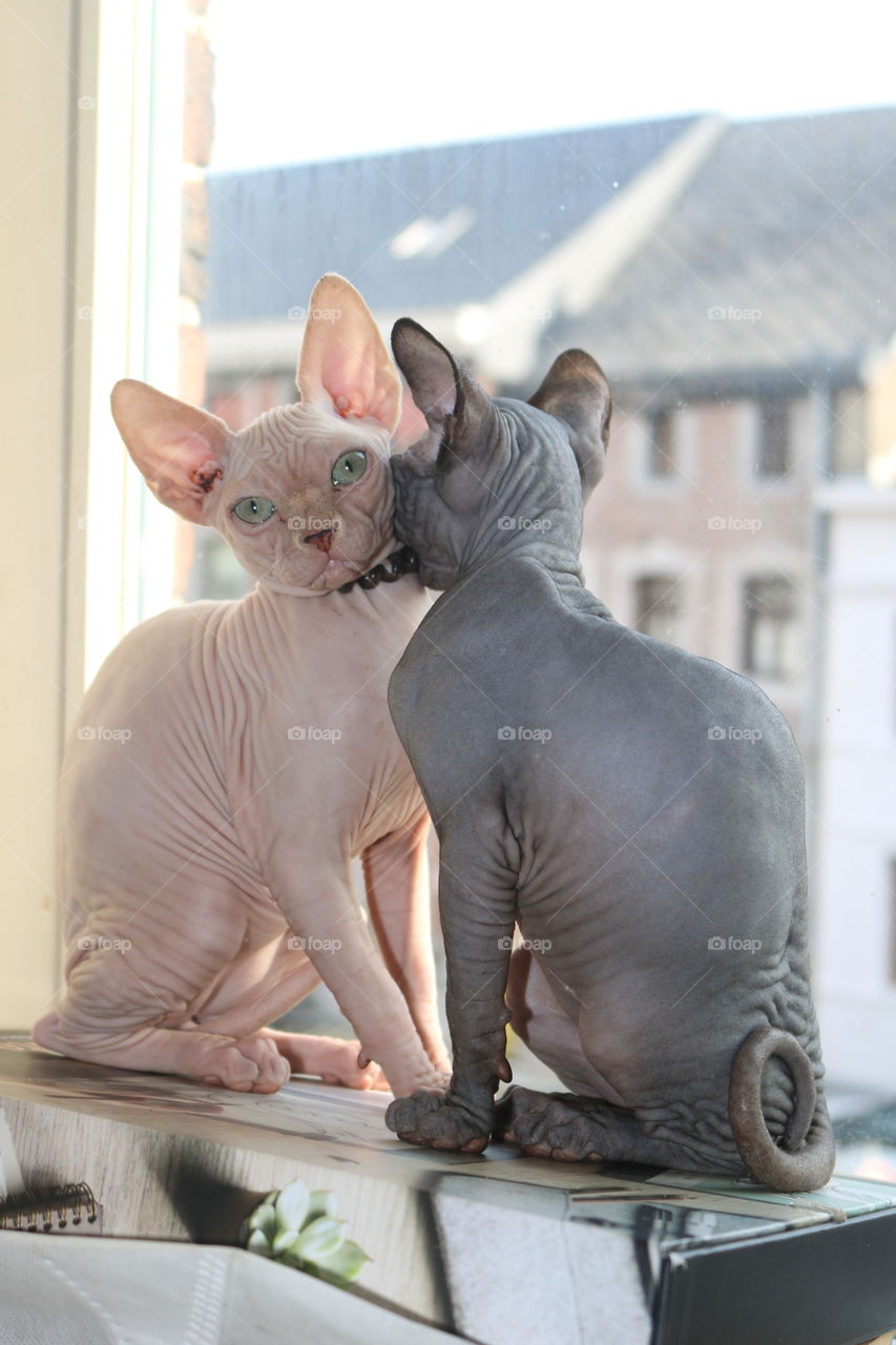 My 2 babies boys sphynx 2,5 months old