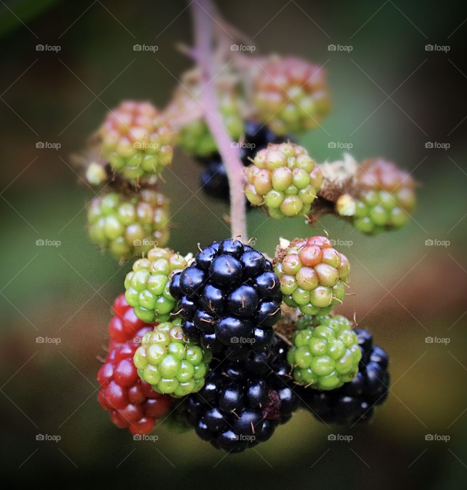 A blackberry bush develops in the Pacific Northwest summer. Berries in different states of ripeness cling to the vine.