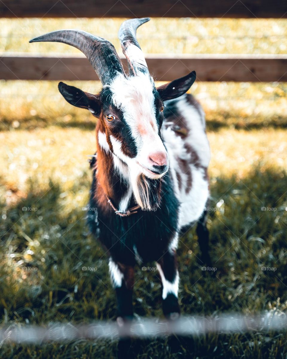 A cute looking goat