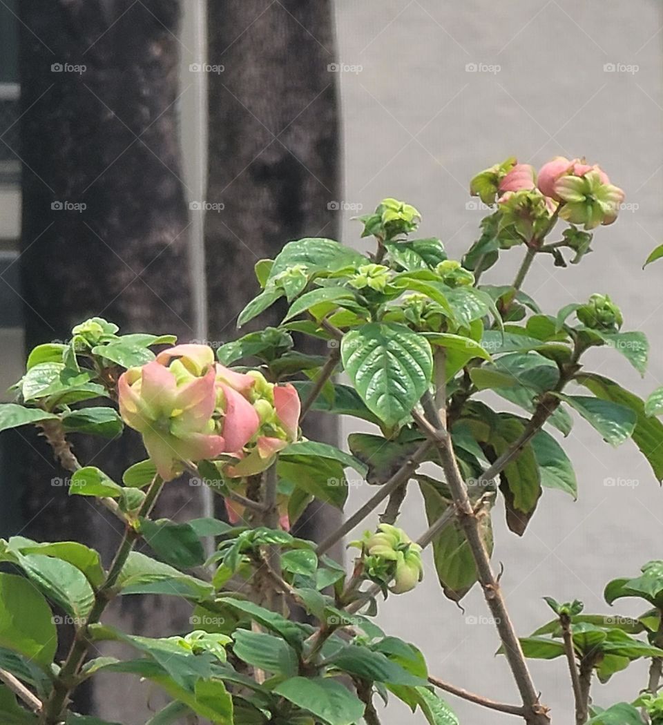 Pink Mussaenda leaves are turning pink.