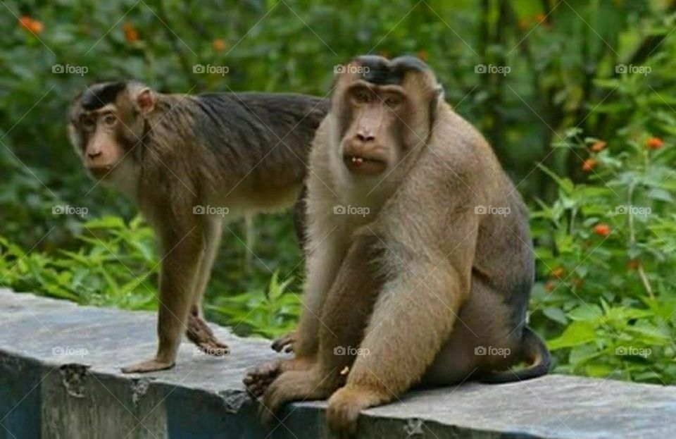 two mongkey