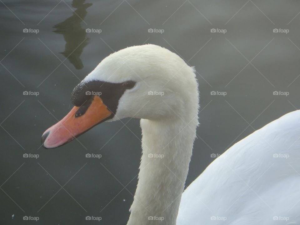 Swan