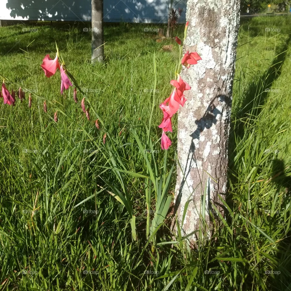 flores