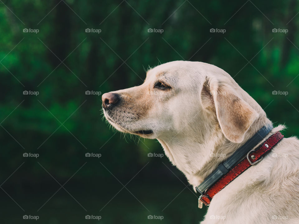 Beautiful Golden Retriever Dog.