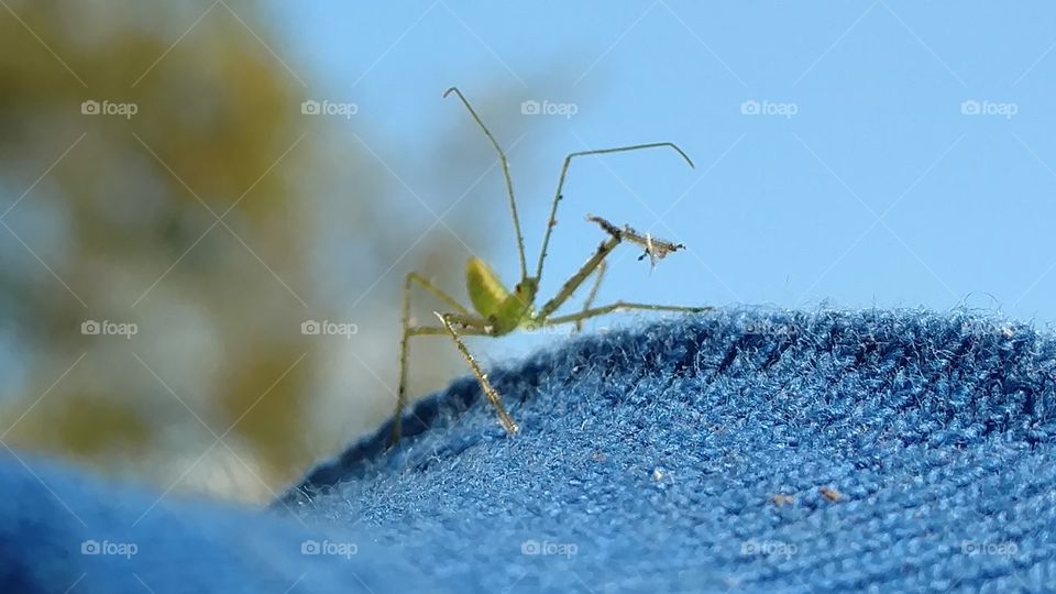 Nature, Insect, No Person, Outdoors, Leaf