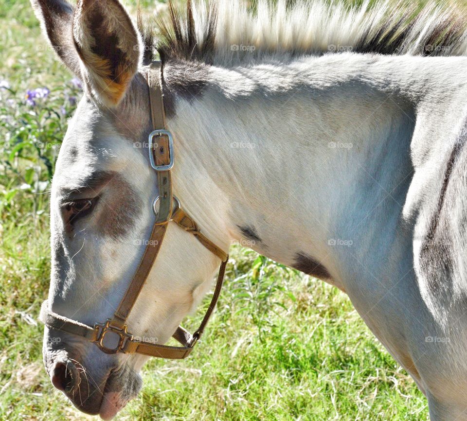 Donkey with mohawk mane. 