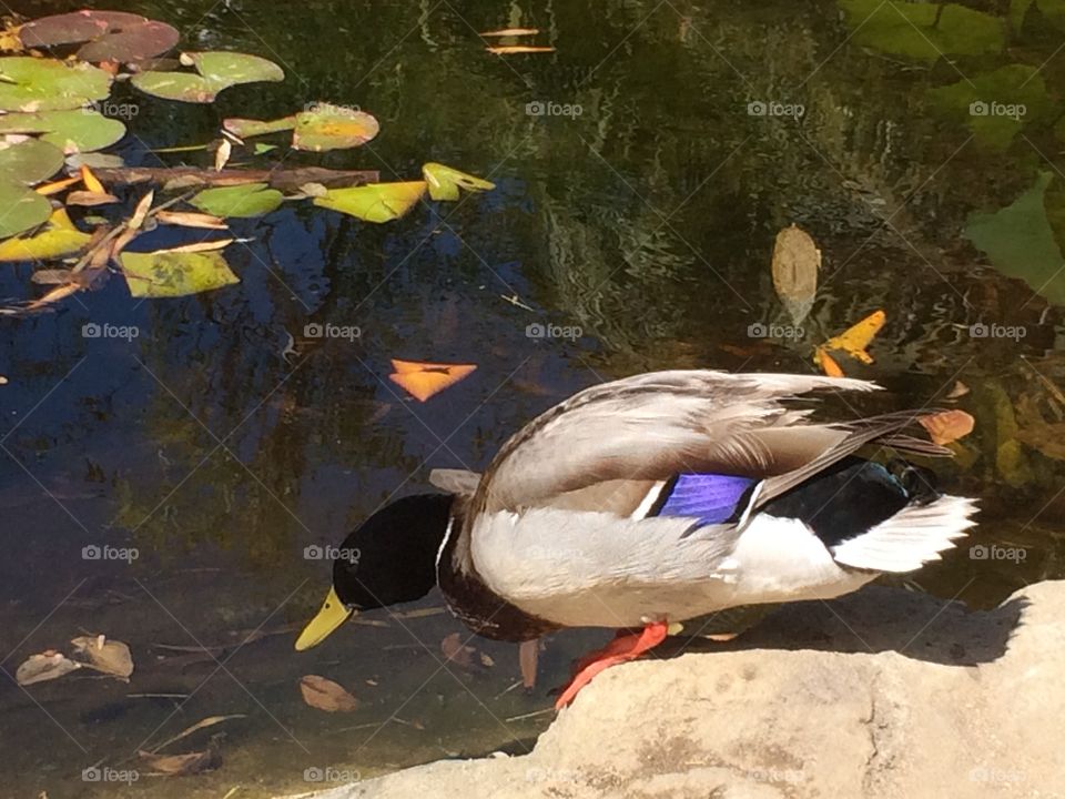 Mallard contemplating pond 