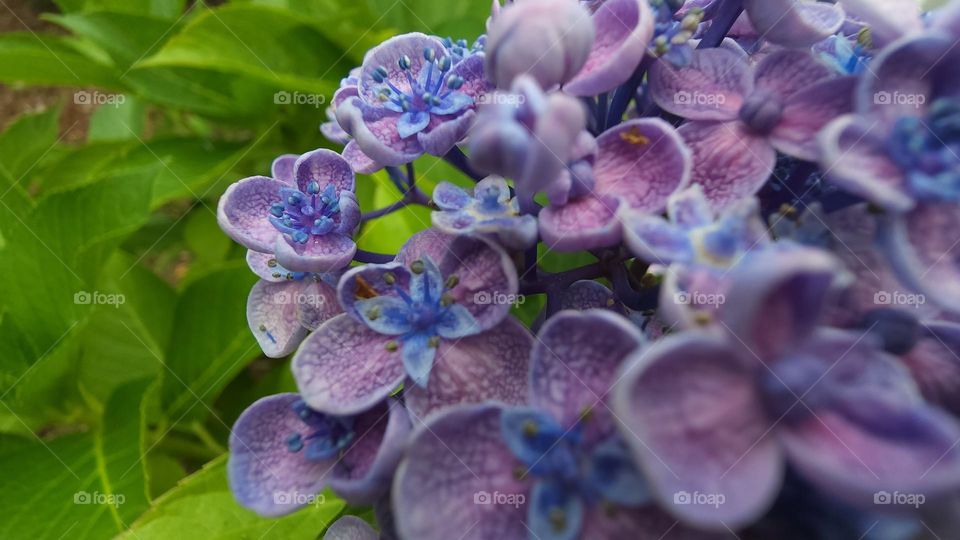 Lavender hydrangeas