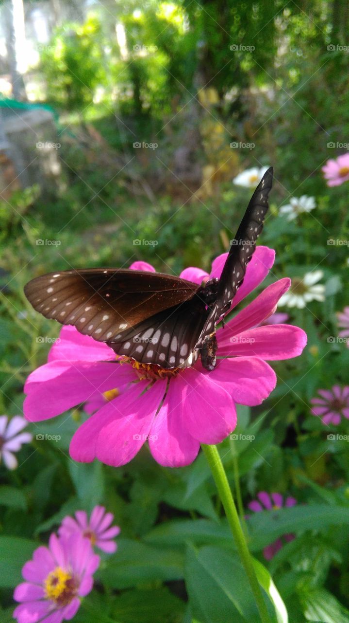seeniyas flower and butterfly