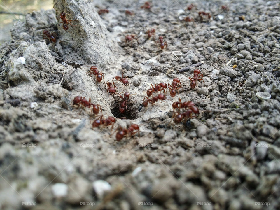 Working Red Ants