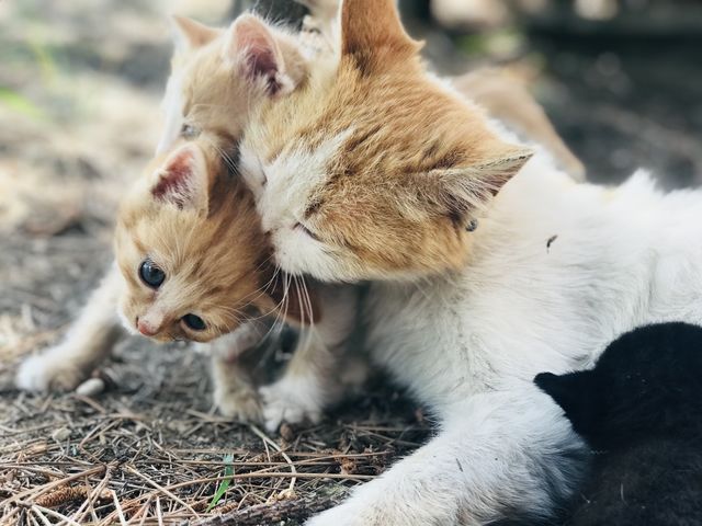 cat family