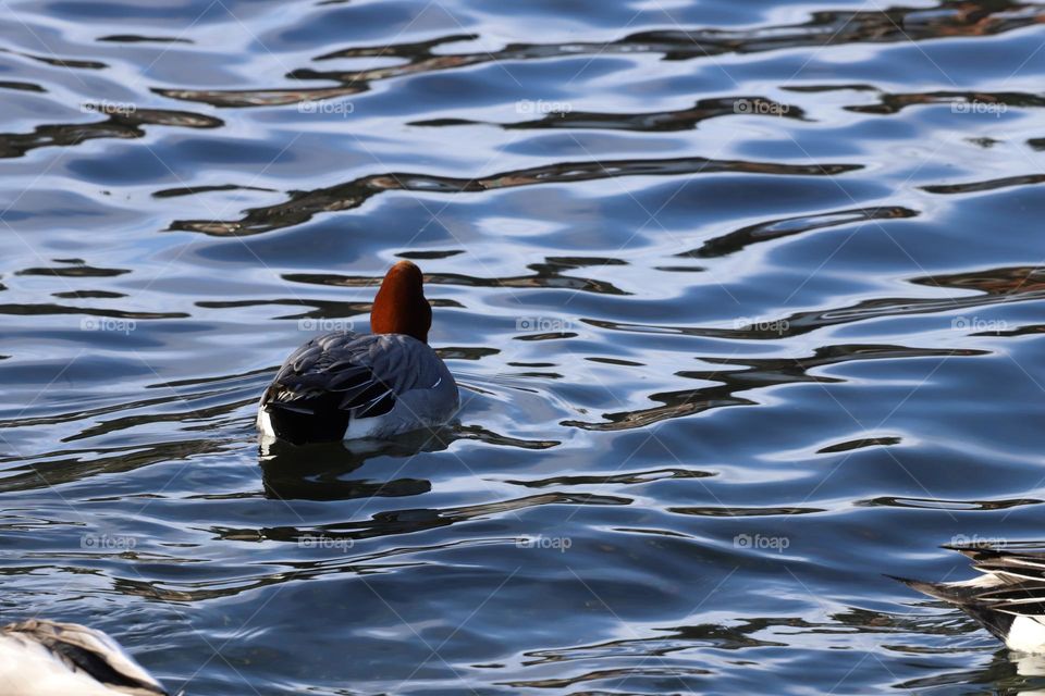 Beautiful duck