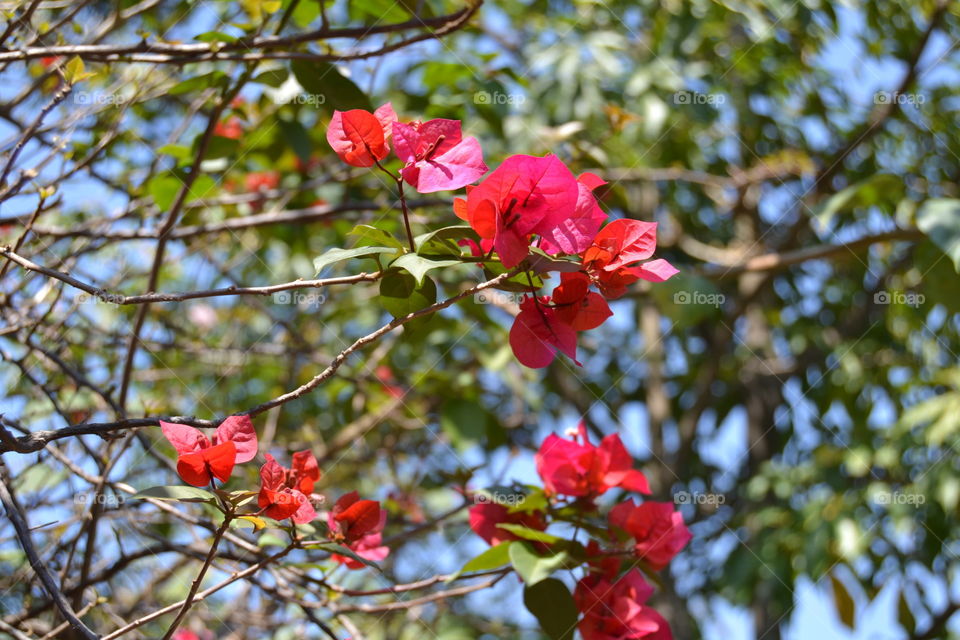 Red Flowers in the Park
