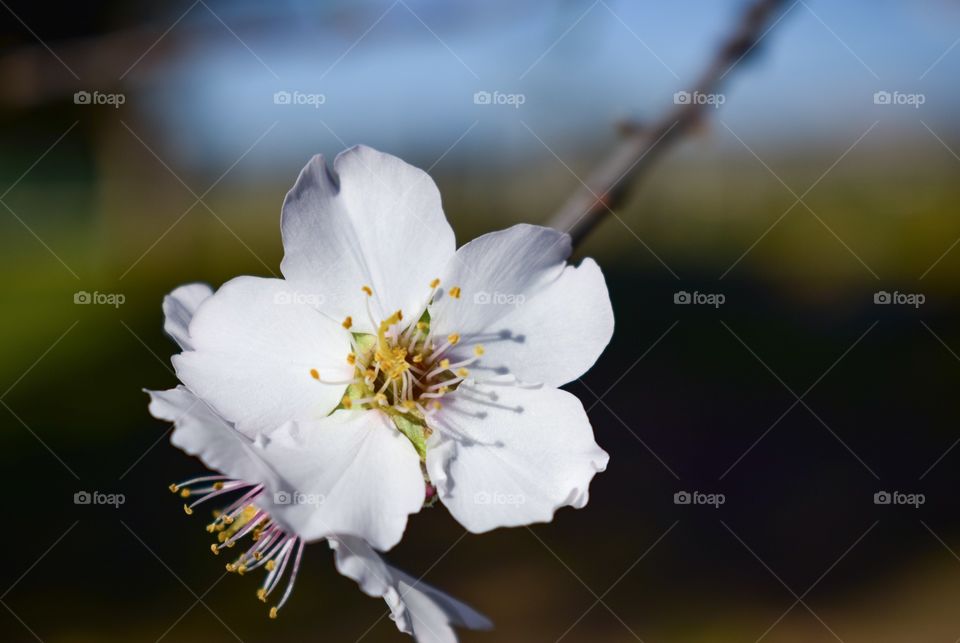 Almond white flower