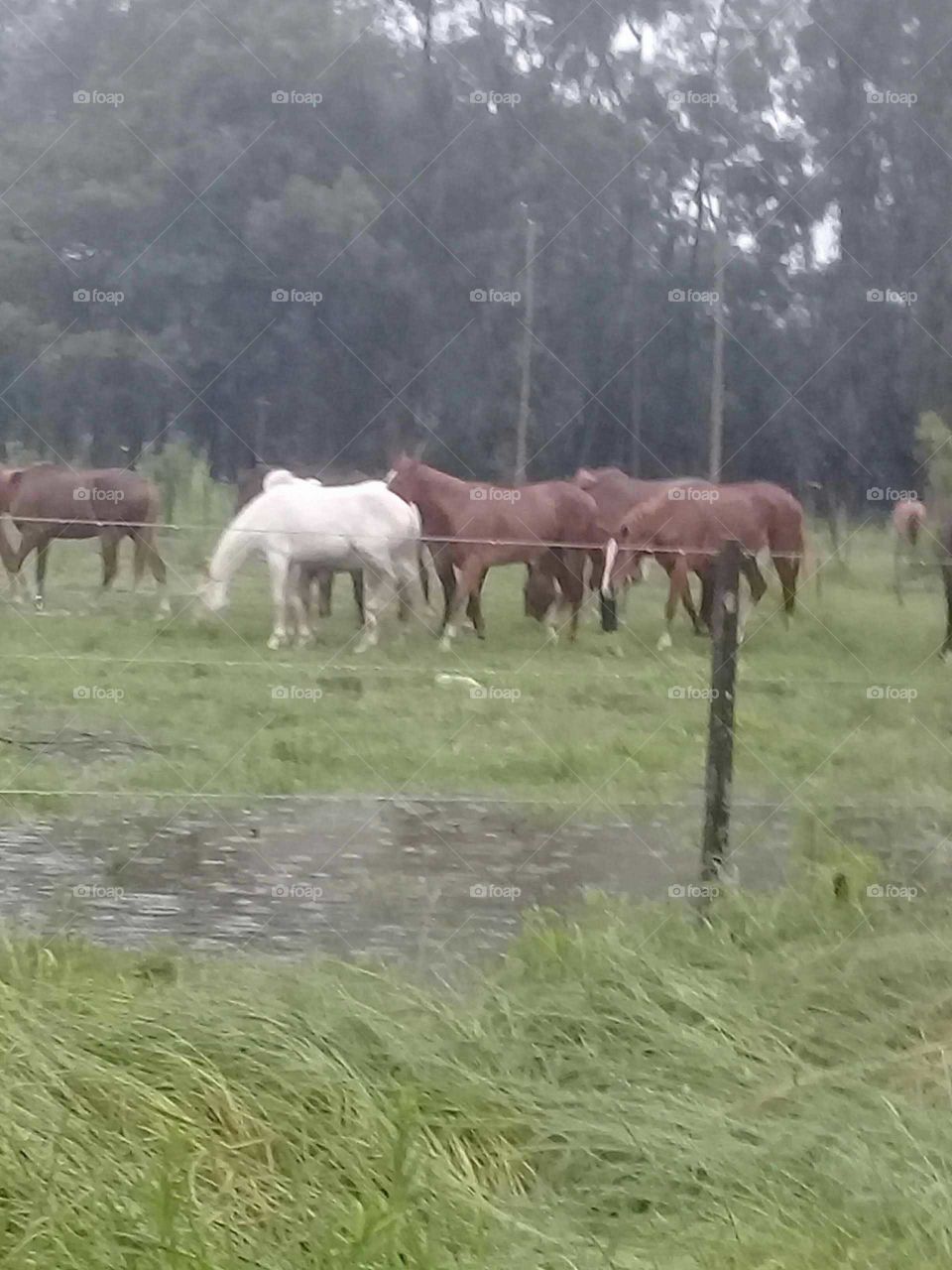 caballos pastando en una tarde de lluvia